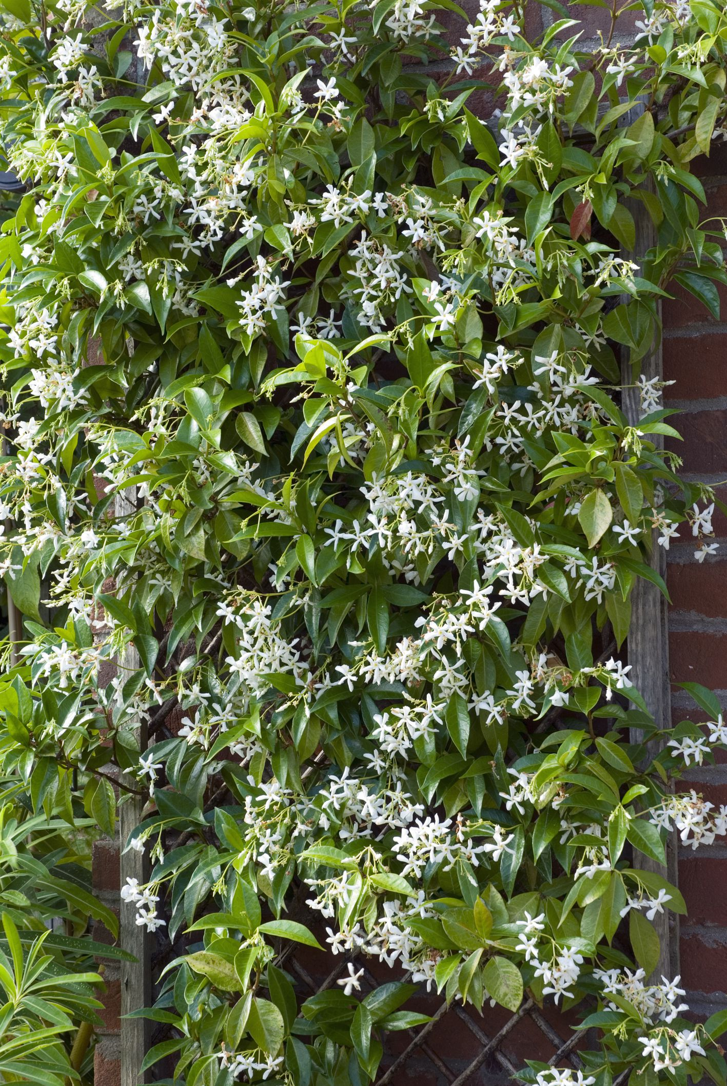 12 Fast Growing Flowering Vines Best Wall Climbing Vines To Plant with regard to dimensions 1417 X 2116