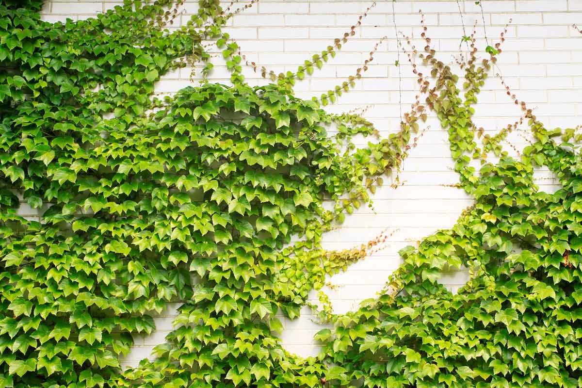 3 Evergreen Wall Climbing Plants For Shade And Privacy inside size 1200 X 800