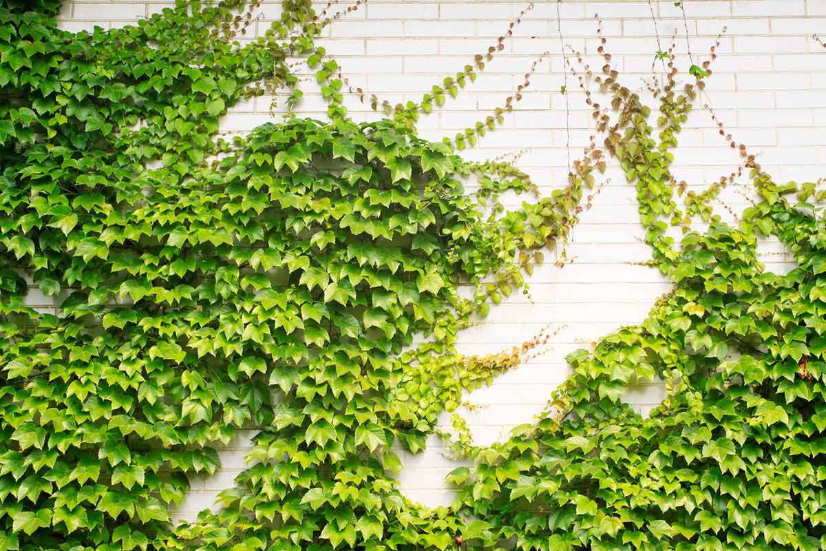 3 Evergreen Wall Climbing Plants For Shade And Privacy Within Proportions 1200 X 800 