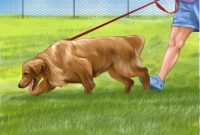 3 Ways To Choose A Dog Fence For Your Yard Wikihow throughout measurements 3200 X 2400