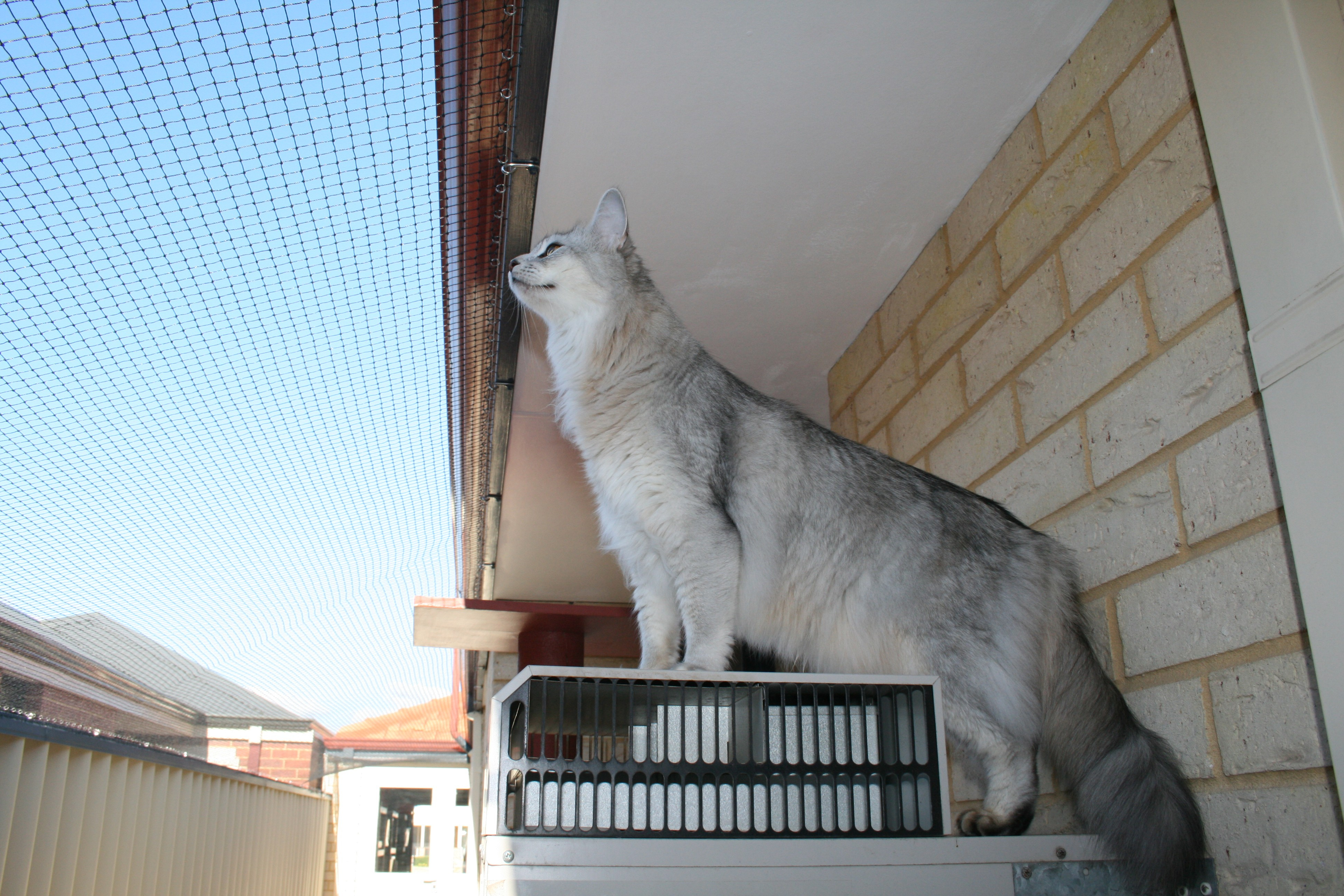 40 Lovely Stock Of Affordable Cat Fence Best Fence Gallery intended for proportions 3888 X 2592