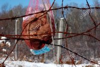 A Mesh Bag Of Suet Left Tied To A Barbed Wire Fence As Food For in size 864 X 1390