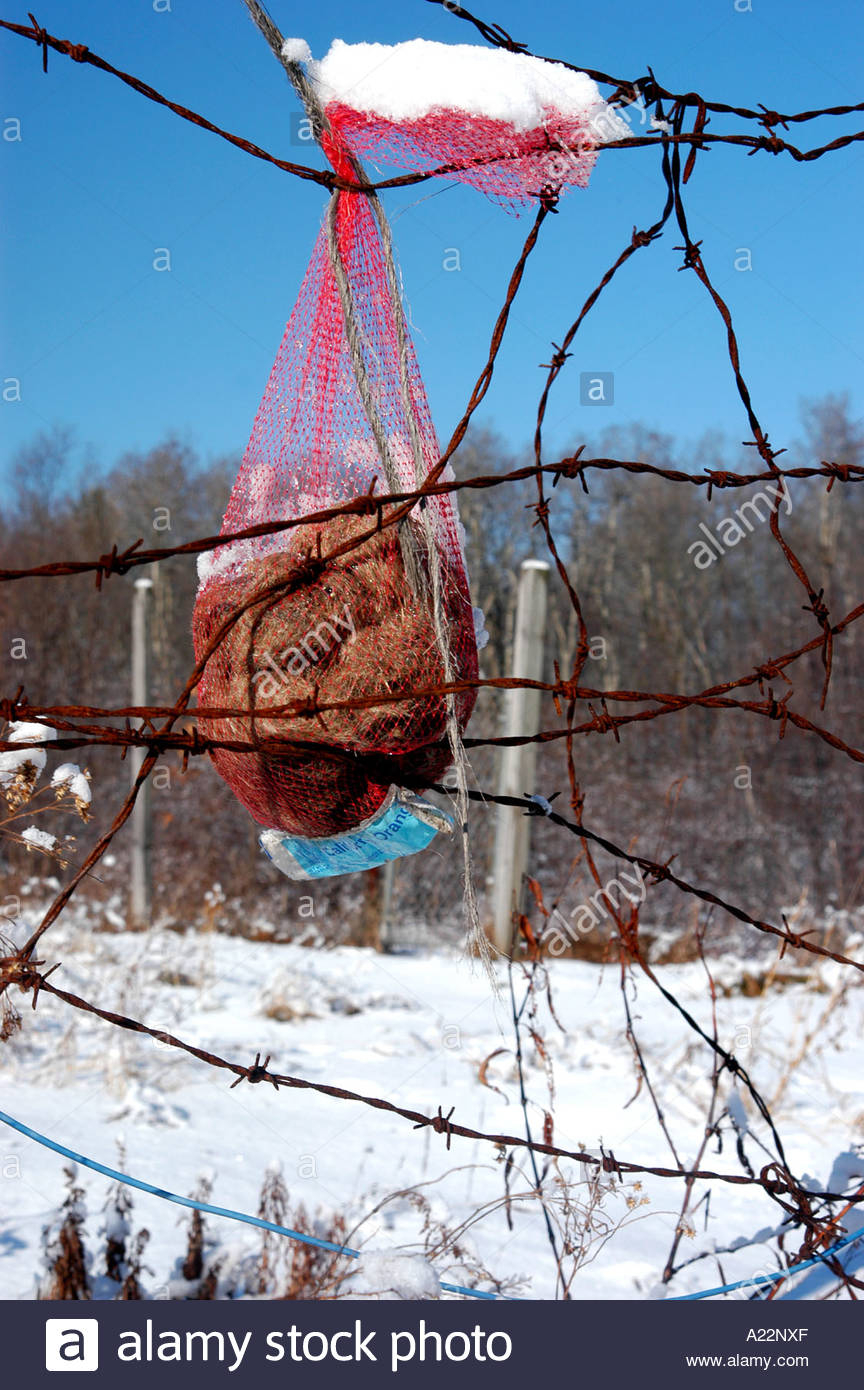 A Mesh Bag Of Suet Left Tied To A Barbed Wire Fence As Food For in size 864 X 1390