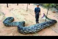 A Security Guard Swallowed A Giant Snake Love News for proportions 1280 X 720