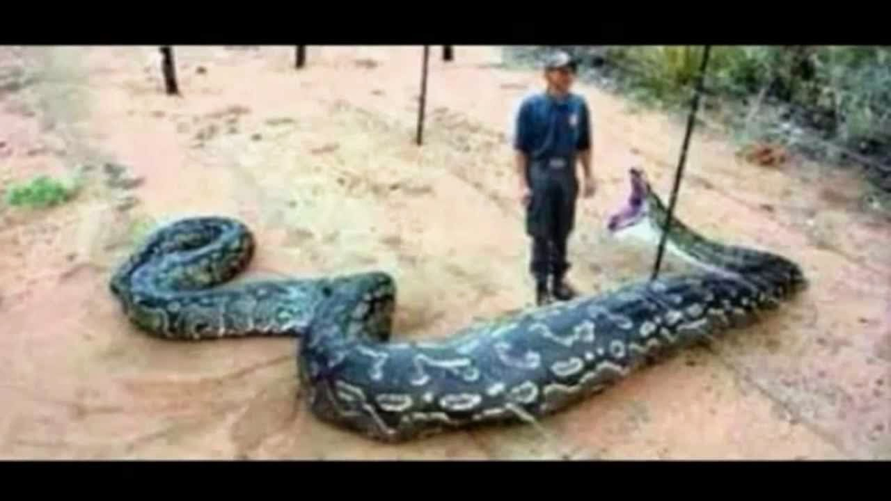 A Security Guard Swallowed A Giant Snake Love News for proportions 1280 X 720