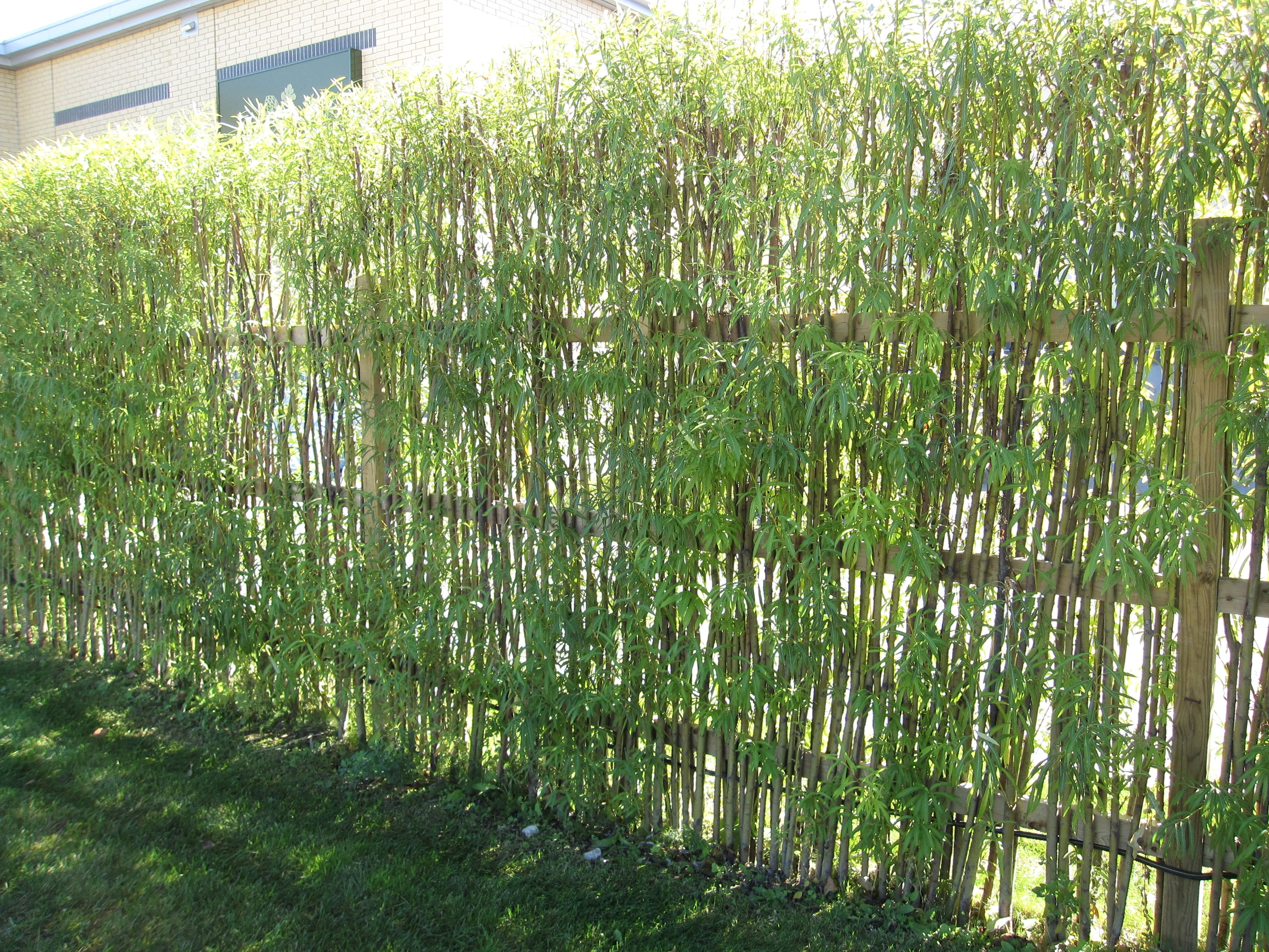 Aesthetic Bamboo Fencing Ideas For Yard Parting And Decor Inspiring throughout dimensions 3648 X 2736