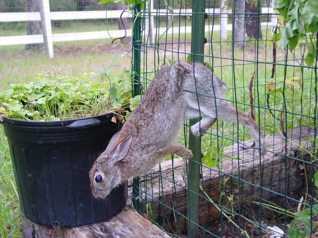 Amazing Design Ideas Rabbit Fence For Garden Raisedr Small Animal within measurements 1024 X 768