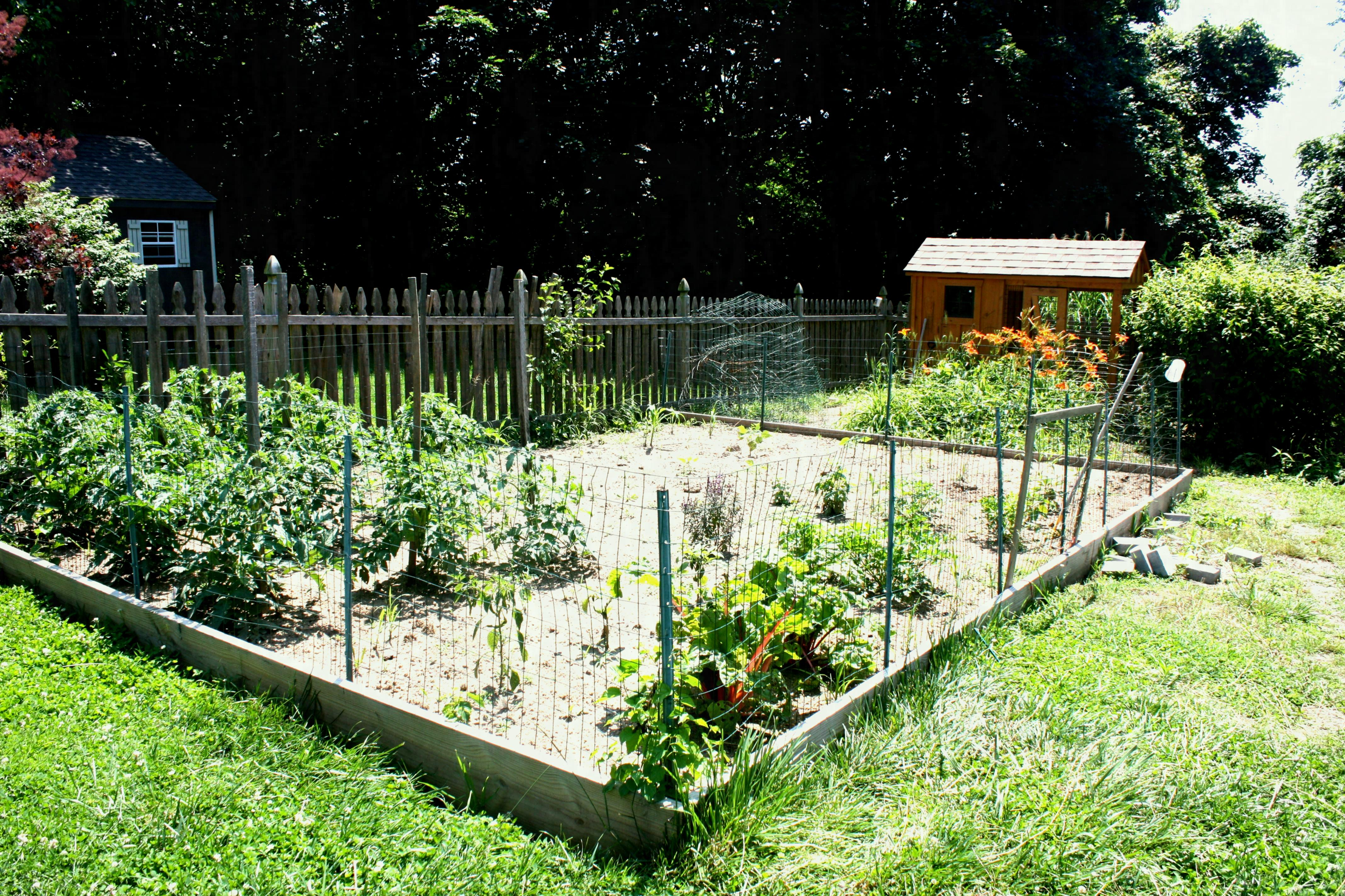 Amusing Things To Know About Vegetable Garden Fence Chicken Wire intended for proportions 4272 X 2848