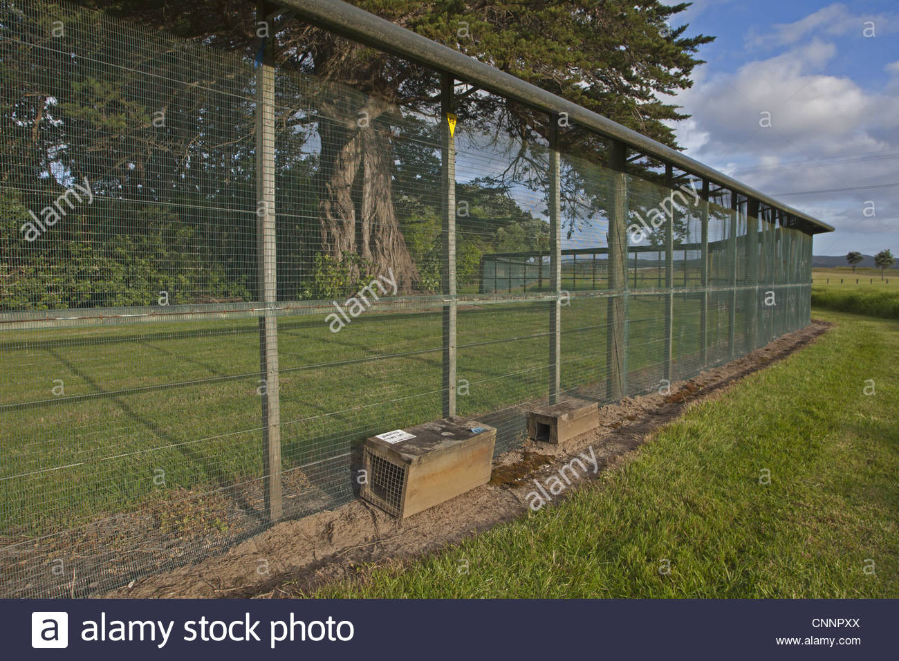 Anti Predator Fence And Traps To Exclude Introduced Predators From regarding measurements 1300 X 956