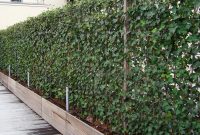 Awesome Plants To Cover Fence Panels with regard to proportions 1000 X 1000