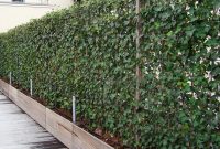 Awesome Plants To Cover Fence Panels within measurements 1000 X 1000