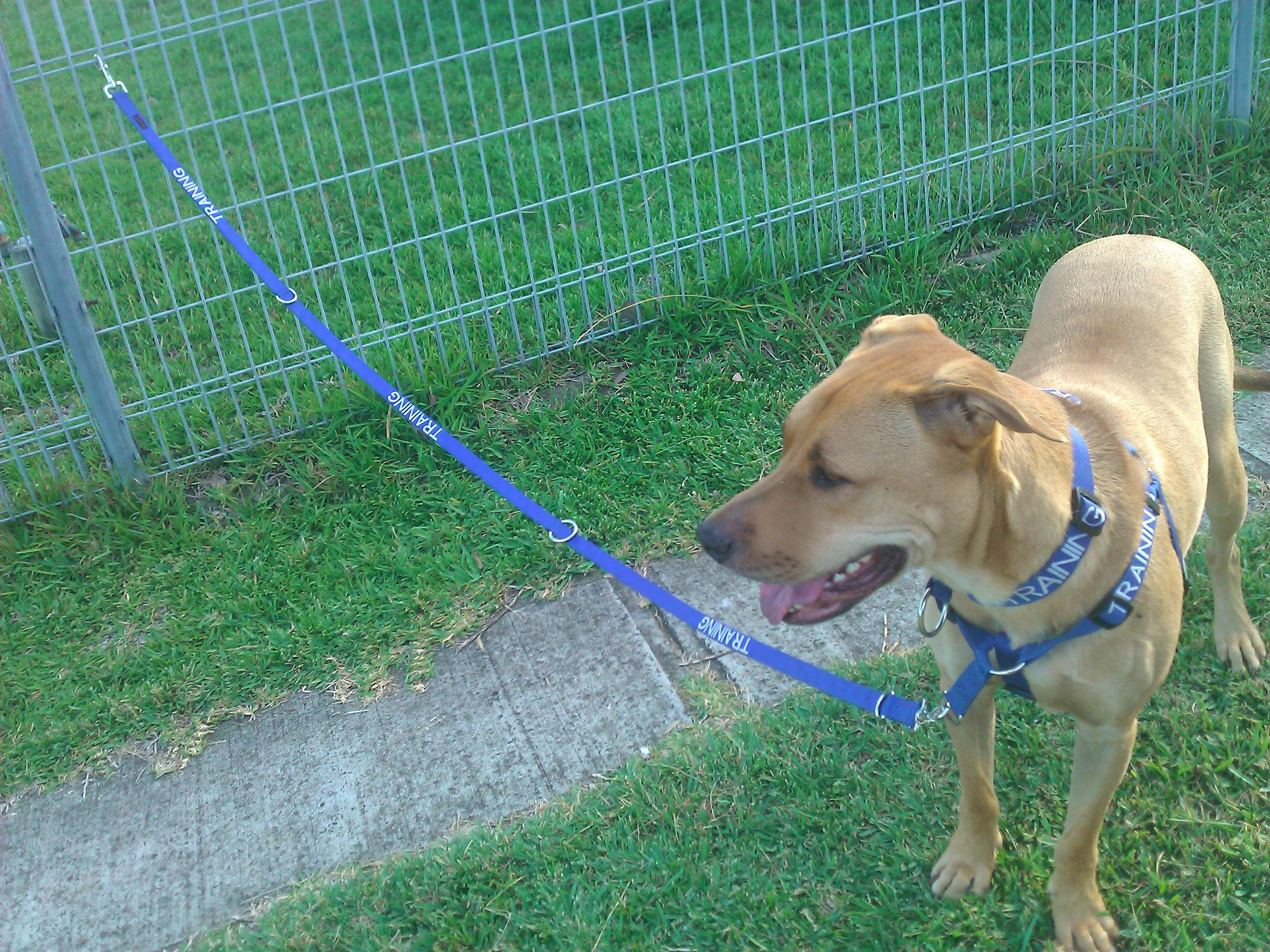 Aytan Modelling A Training Collar Harness And Lead From Friendly in proportions 3264 X 2448