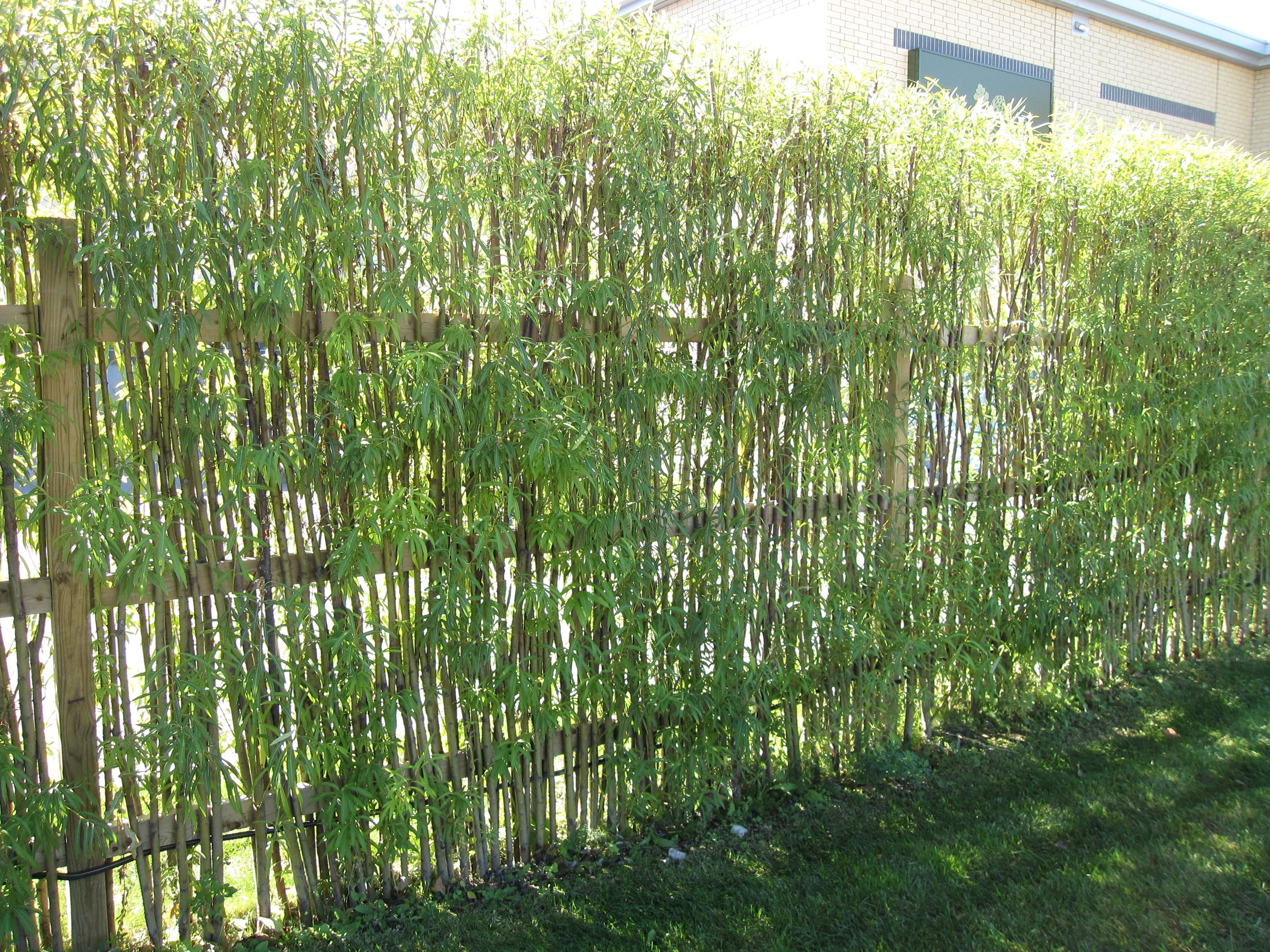 Bamboo Fencing Design Ideas For Your Inspiration Natural Small intended for sizing 3648 X 2736