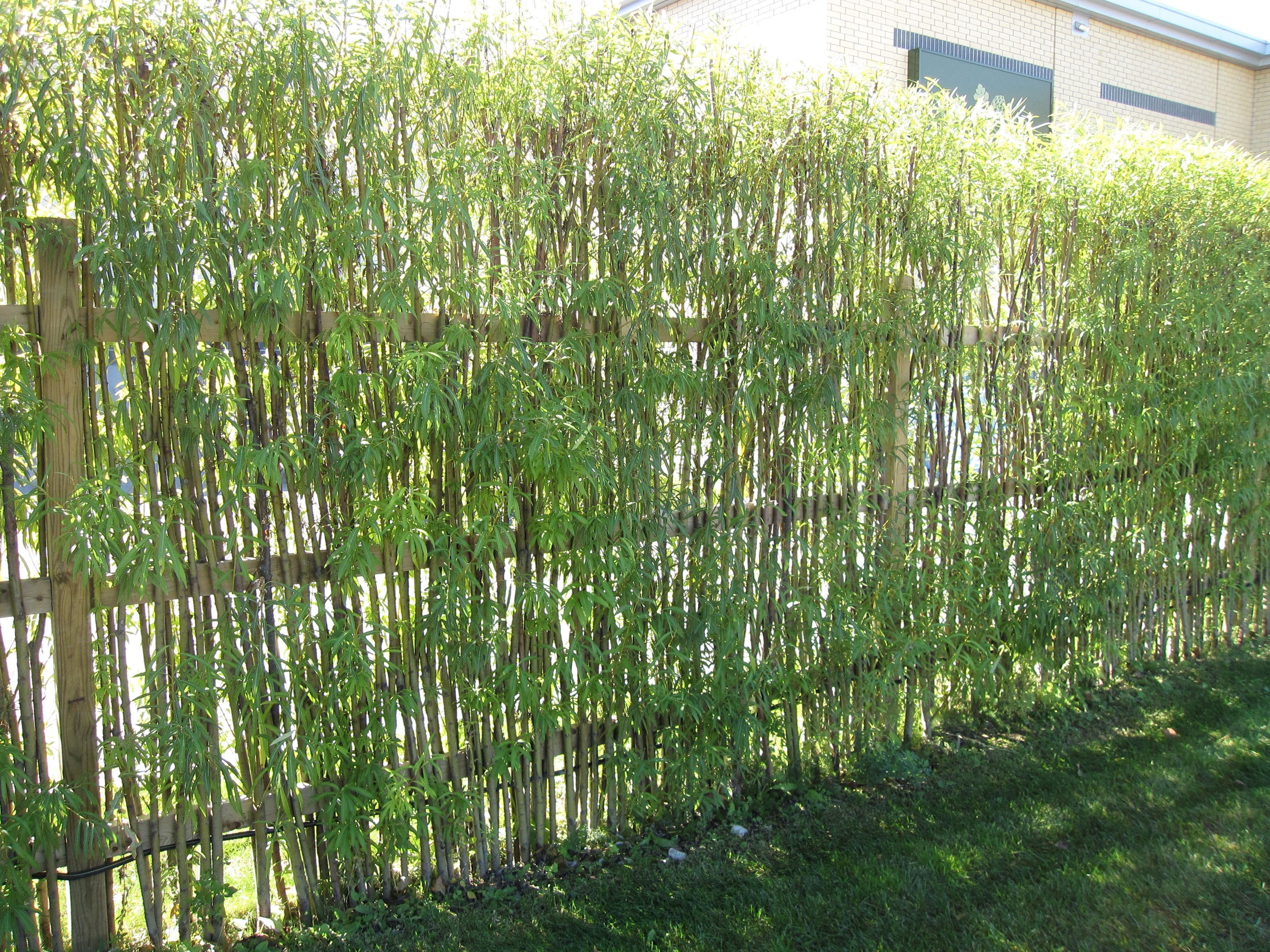 Bamboo Fencing Design Ideas For Your Inspiration Natural Small throughout measurements 3648 X 2736