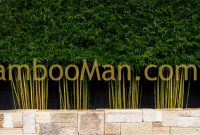 Bamboo Plants For Hedging Fence Screening Bambooman regarding proportions 1600 X 570