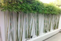 Bamboo Plants For Privacy Fence Fresh throughout measurements 1200 X 896