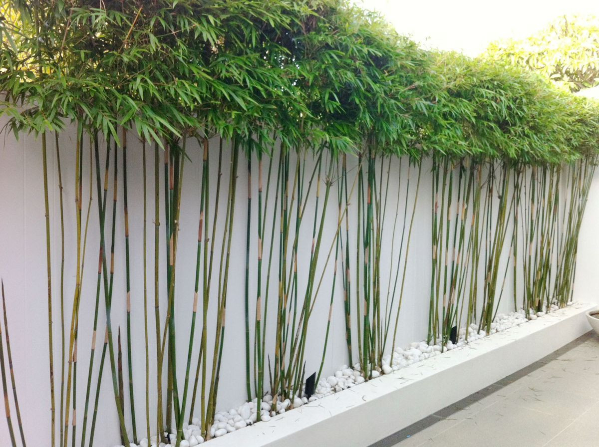 Bamboo Plants For Privacy Fence Fresh throughout measurements 1200 X 896