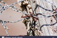 Barbed Wire Fence Post With Rusty Nails Stock Photo 141769551 Alamy throughout measurements 1300 X 956