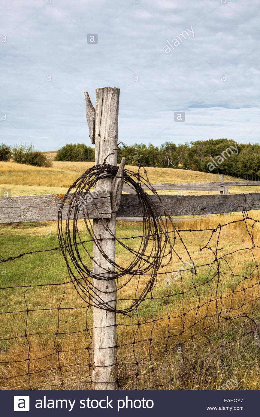 Barbwire Hanging On An Old Fence Post Old Farm In Saskatchewan for dimensions 866 X 1390