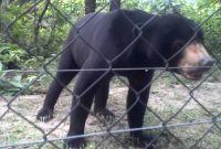 Bear Scary I Check The Fence Camping In The Wild Phnom in proportions 1280 X 720