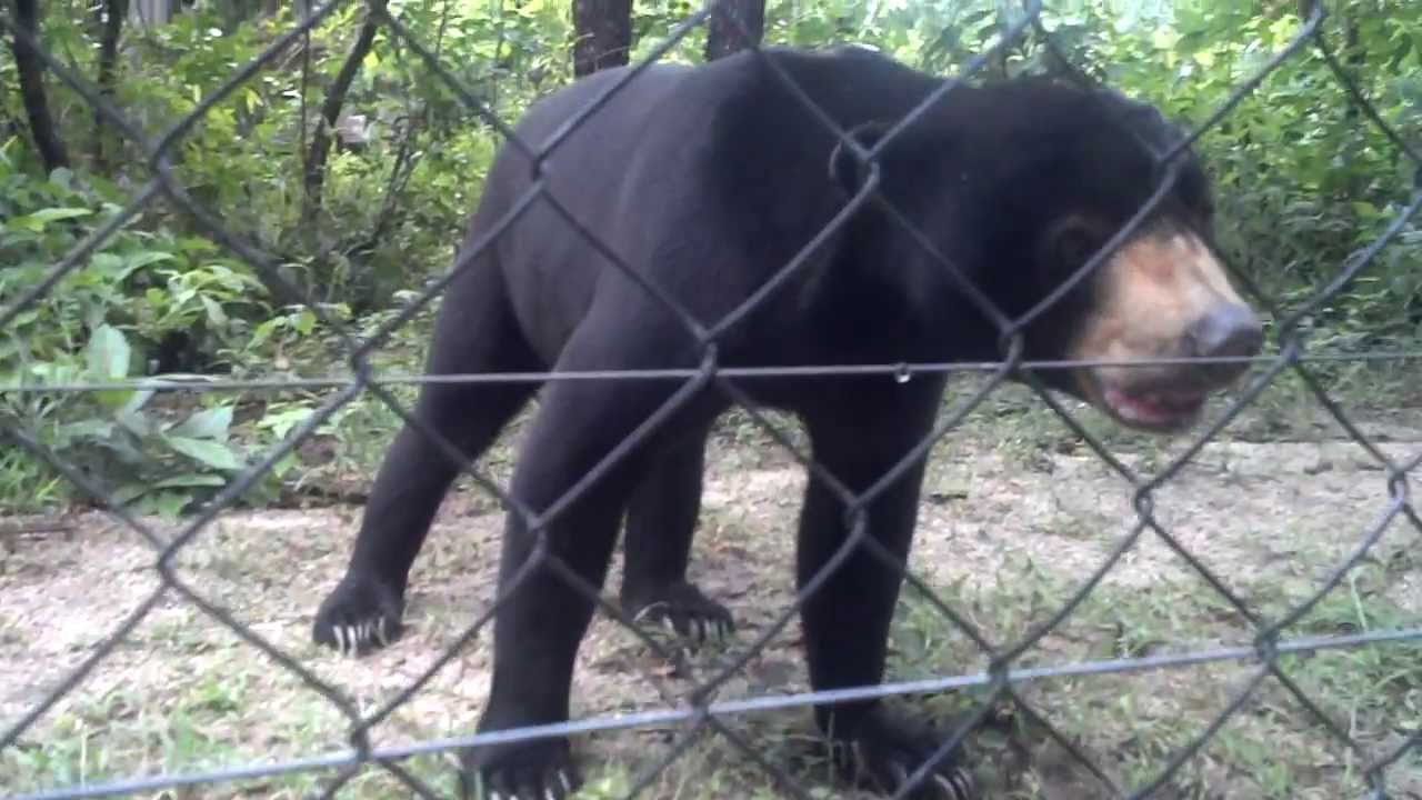 Bear Scary I Check The Fence Camping In The Wild Phnom in proportions 1280 X 720