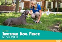 Best Invisible Dog Fence For 2018 In Ground Vs Wireless Compared in dimensions 1068 X 746