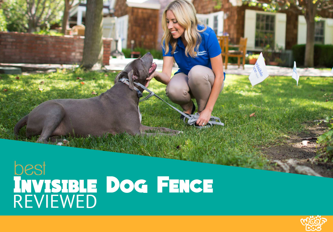 Best Invisible Dog Fence For 2018 In Ground Vs Wireless Compared within sizing 1068 X 746