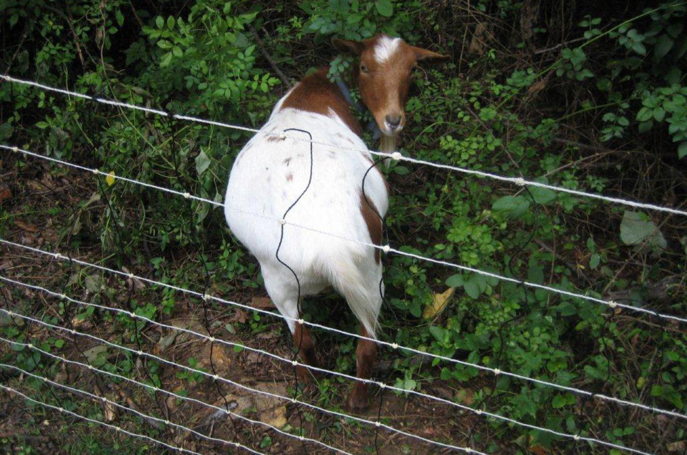 Best Portable Goat Fencing Fences Ideas for proportions 1350 X 895