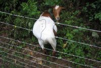 Best Portable Goat Fencing Fences Ideas pertaining to size 1350 X 895