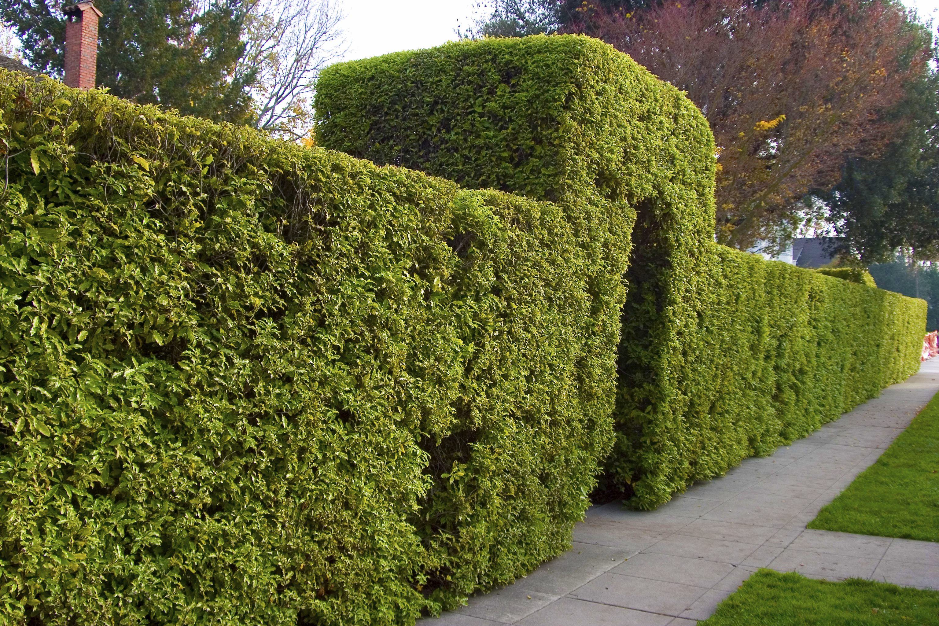 Best Shrubs For Privacy regarding sizing 3072 X 2048