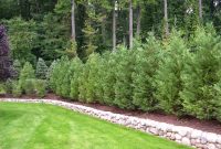 Best Trees And Plants For Privacy Truesdale Landscaping for sizing 1024 X 768