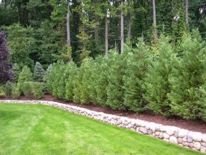 Best Trees And Plants For Privacy Truesdale Landscaping inside size 1024 X 768