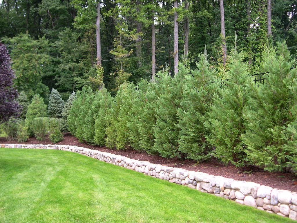 Best Trees And Plants For Privacy Truesdale Landscaping pertaining to measurements 1024 X 768