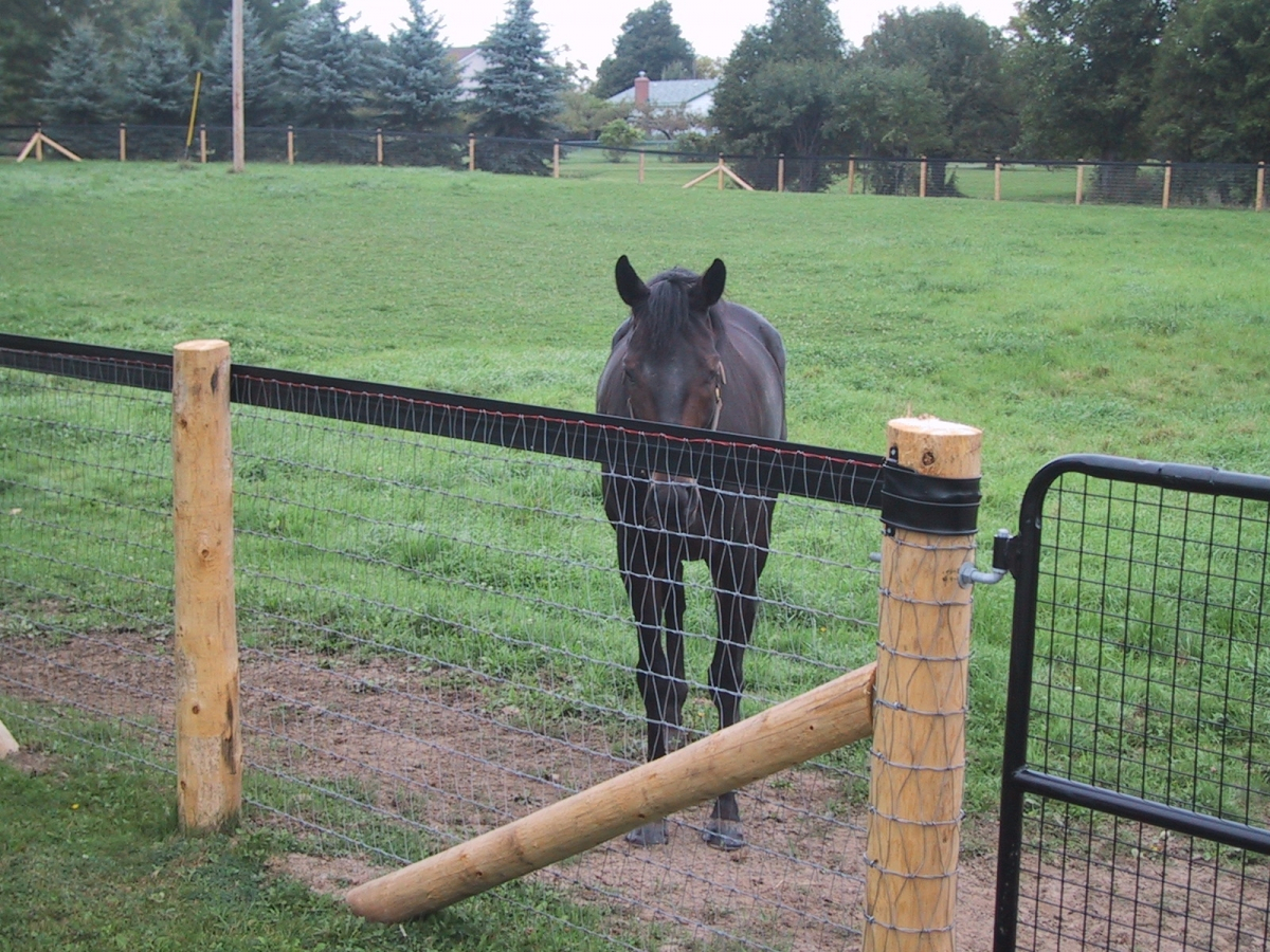 Best Type Of Fence For Horses Fences Ideas with proportions 1200 X 900