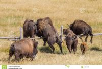 Bison Jumping Fence Stock Image Image Of Grand Megafauna 54864673 with sizing 1300 X 956