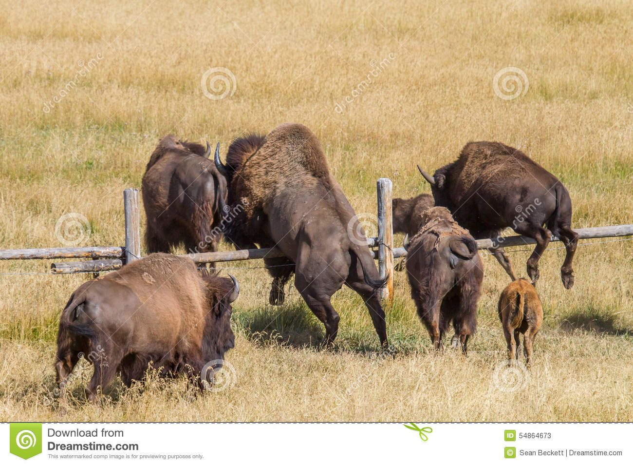 Bison Jumping Fence Stock Image Image Of Grand Megafauna 54864673 with sizing 1300 X 956