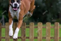 Boxer Dog Canis Lupus Familiaris Jumping Over Wooden Garden Fence with dimensions 1300 X 1390