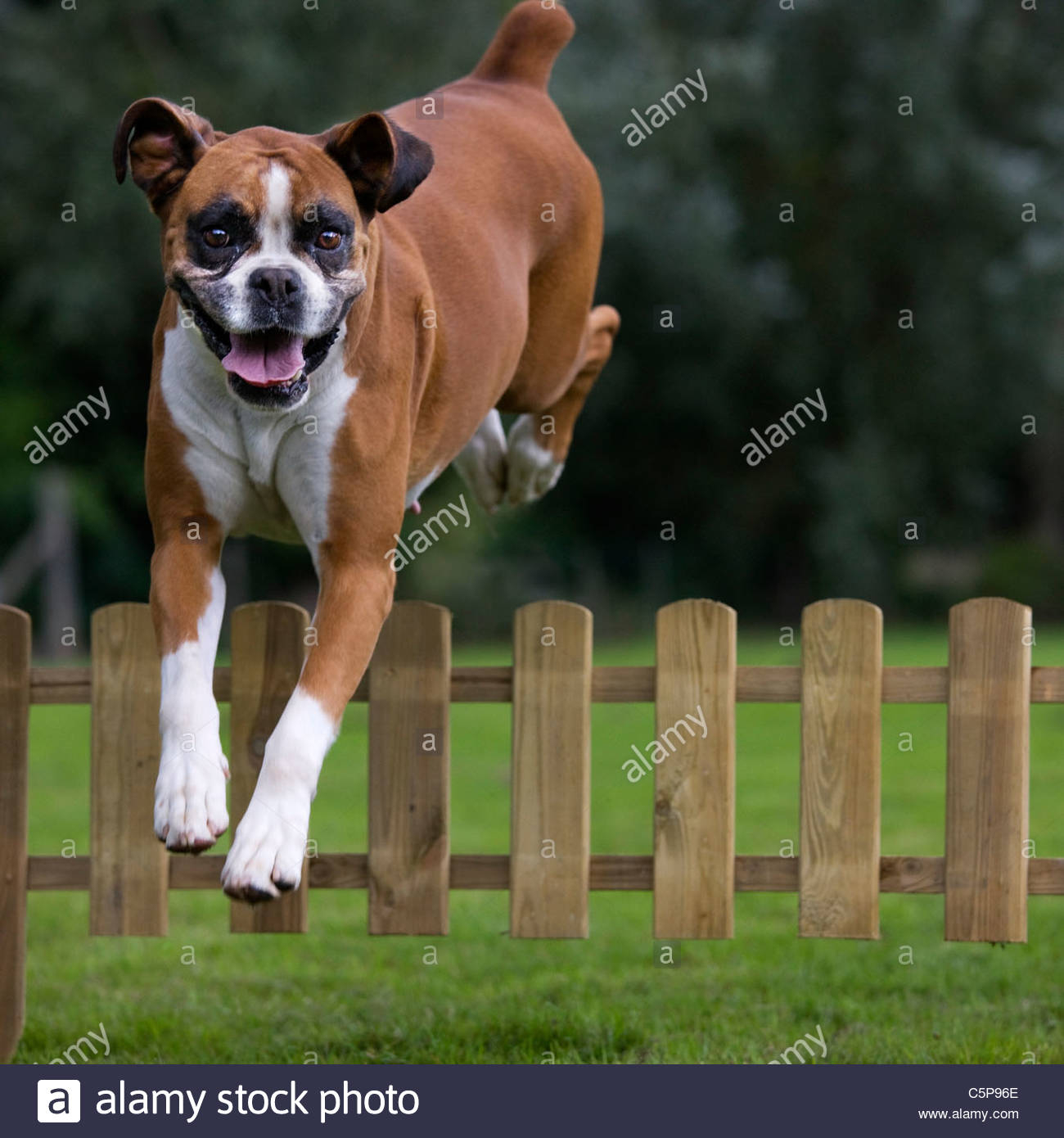 Boxer Dog Canis Lupus Familiaris Jumping Over Wooden Garden Fence with dimensions 1300 X 1390