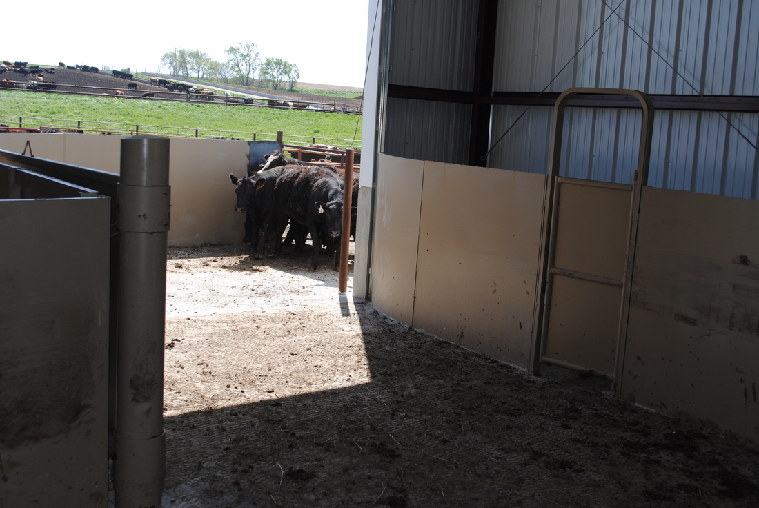 Brute Cattle Equipment Squeeze Chutes And Custom Facilities in size 1100 X 736