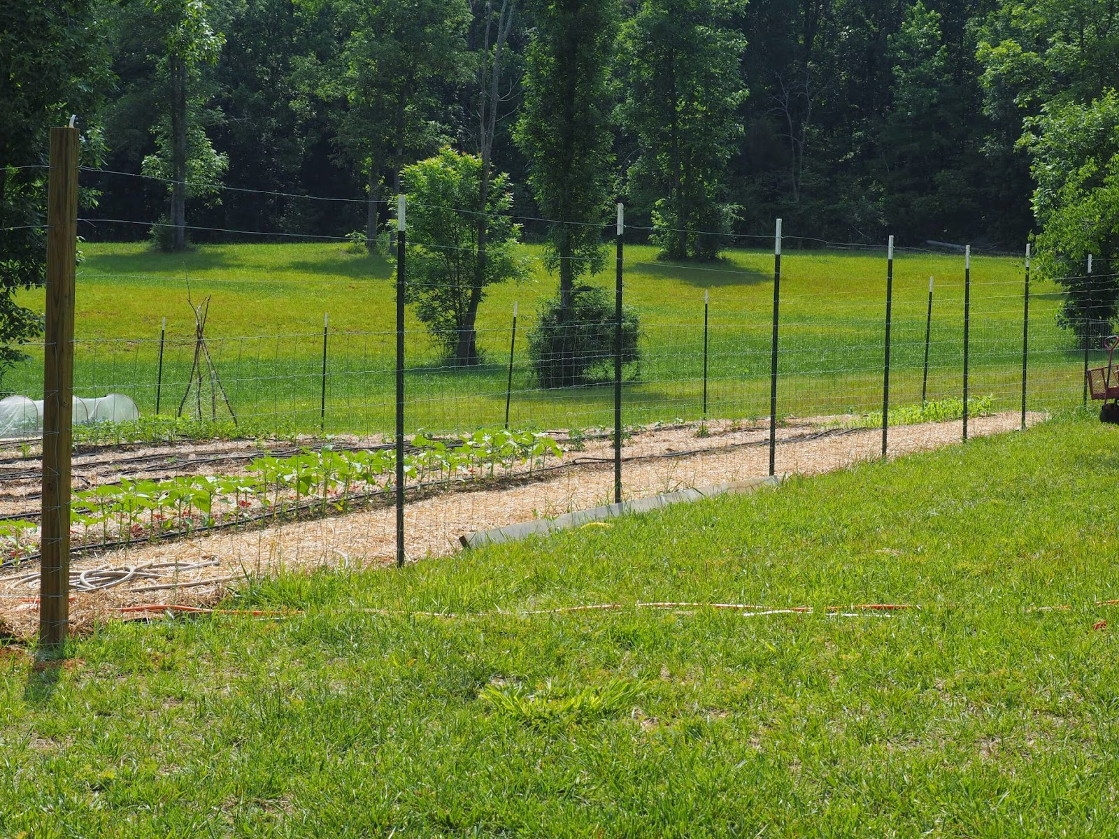 Budding And Blooming Installing A Deer Fence within proportions 1600 X 1200