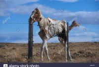 Carcass Of Paint Horse Still Upright Against Barbed Wire Fence Stock for dimensions 1300 X 945