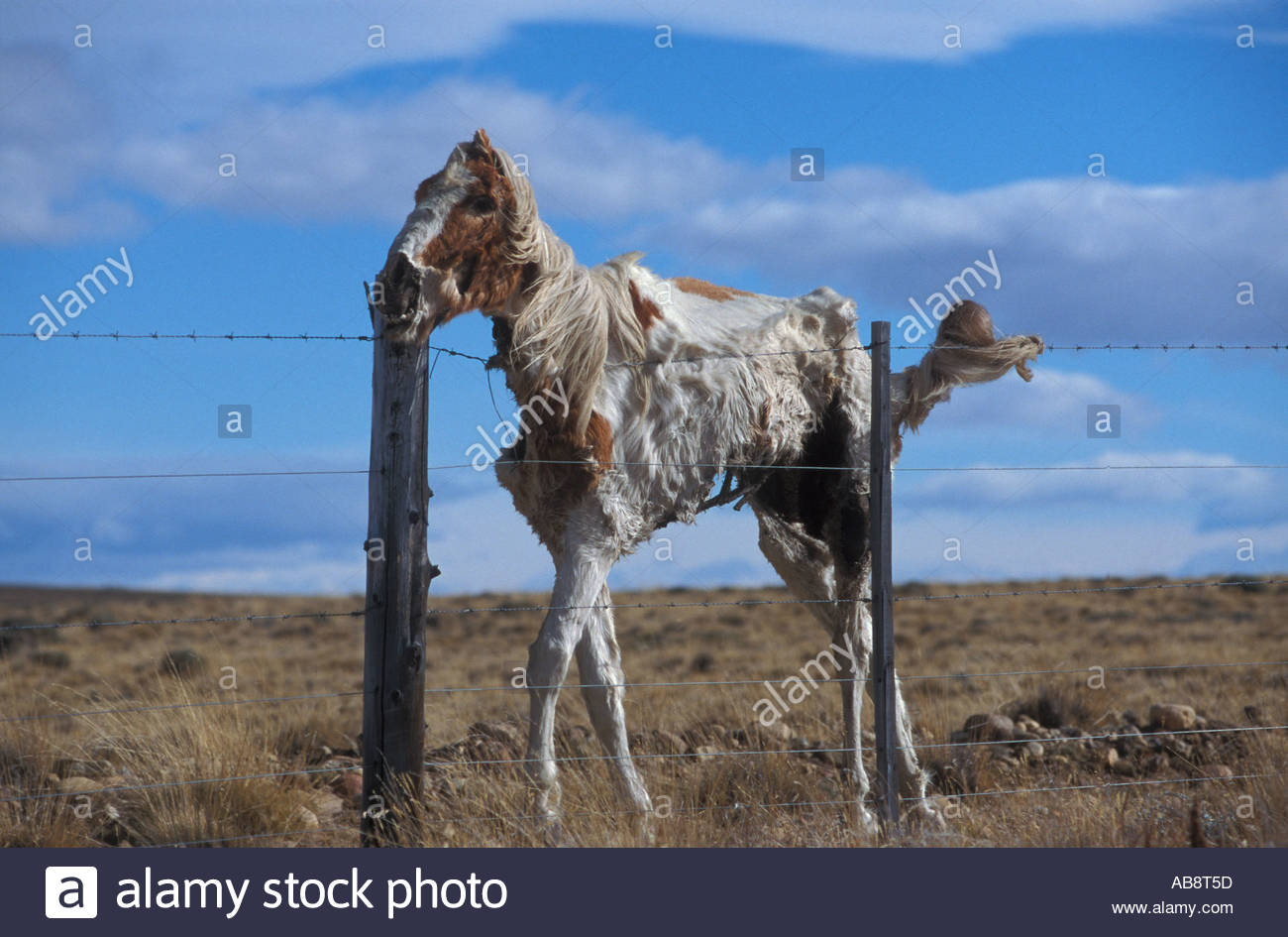 Carcass Of Paint Horse Still Upright Against Barbed Wire Fence Stock for dimensions 1300 X 945