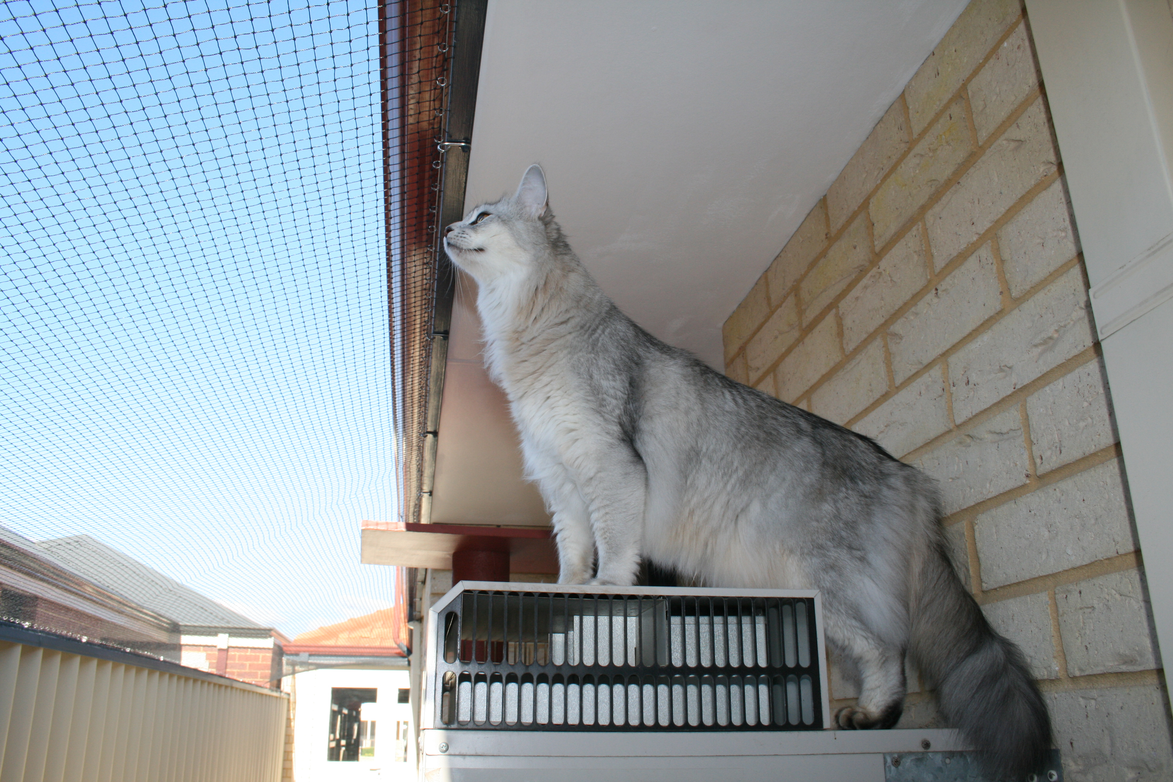 Cat Enclosures And Cat Fences With Photos Cat World throughout proportions 3888 X 2592