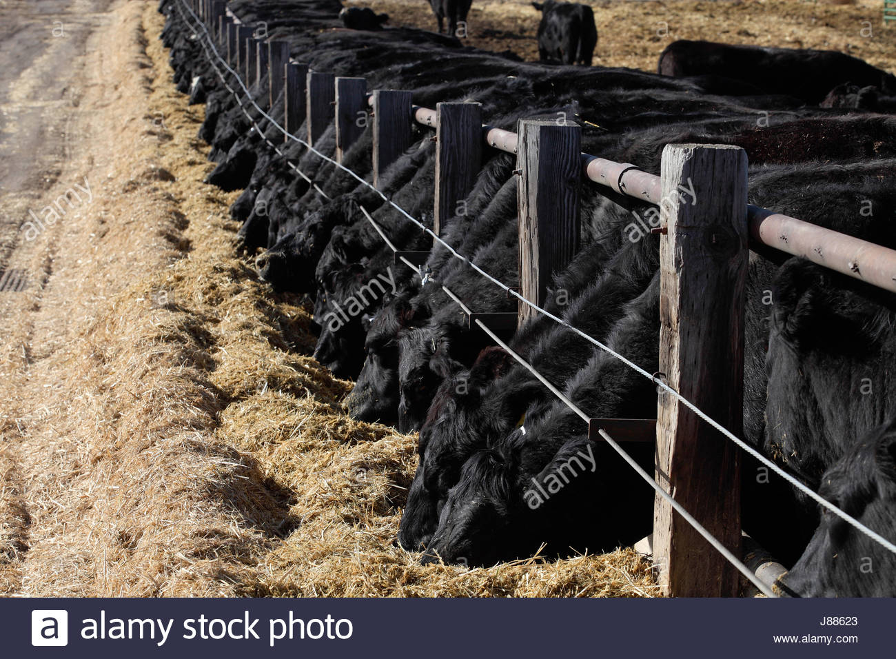 Cattle Feedlot Stockfotos Cattle Feedlot Bilder Alamy intended for measurements 1300 X 956