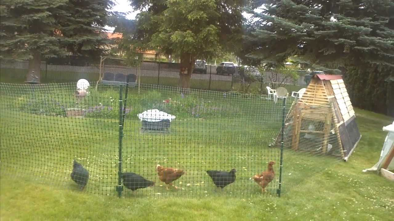 Chicken Coop Fencing in size 1280 X 720