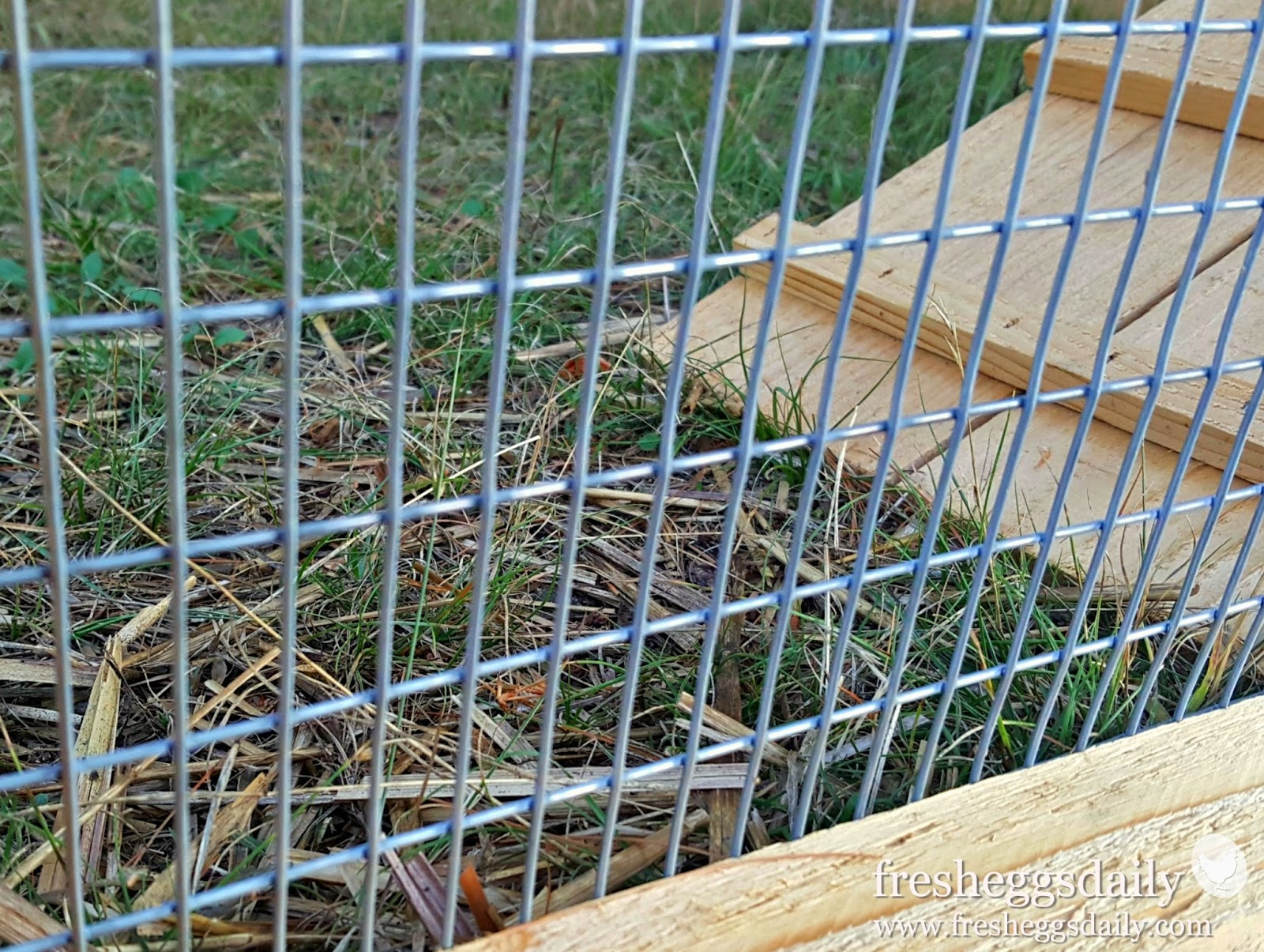 Choosing The Right Fencing For Your Chicken Coop Run Or Garden within sizing 1600 X 1205