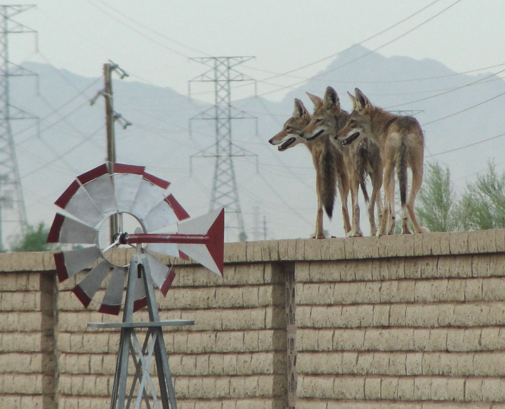 Community Alert Photo Of Coyotes On Top Of A 7 Ft Wall Yes It Is with regard to measurements 1000 X 810