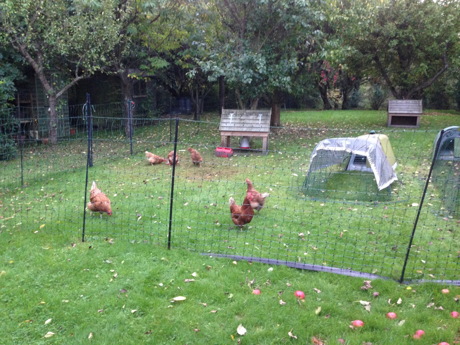 Components Of A Poultry Netting Kit Explained Electric Fencing Direct throughout measurements 1600 X 1200