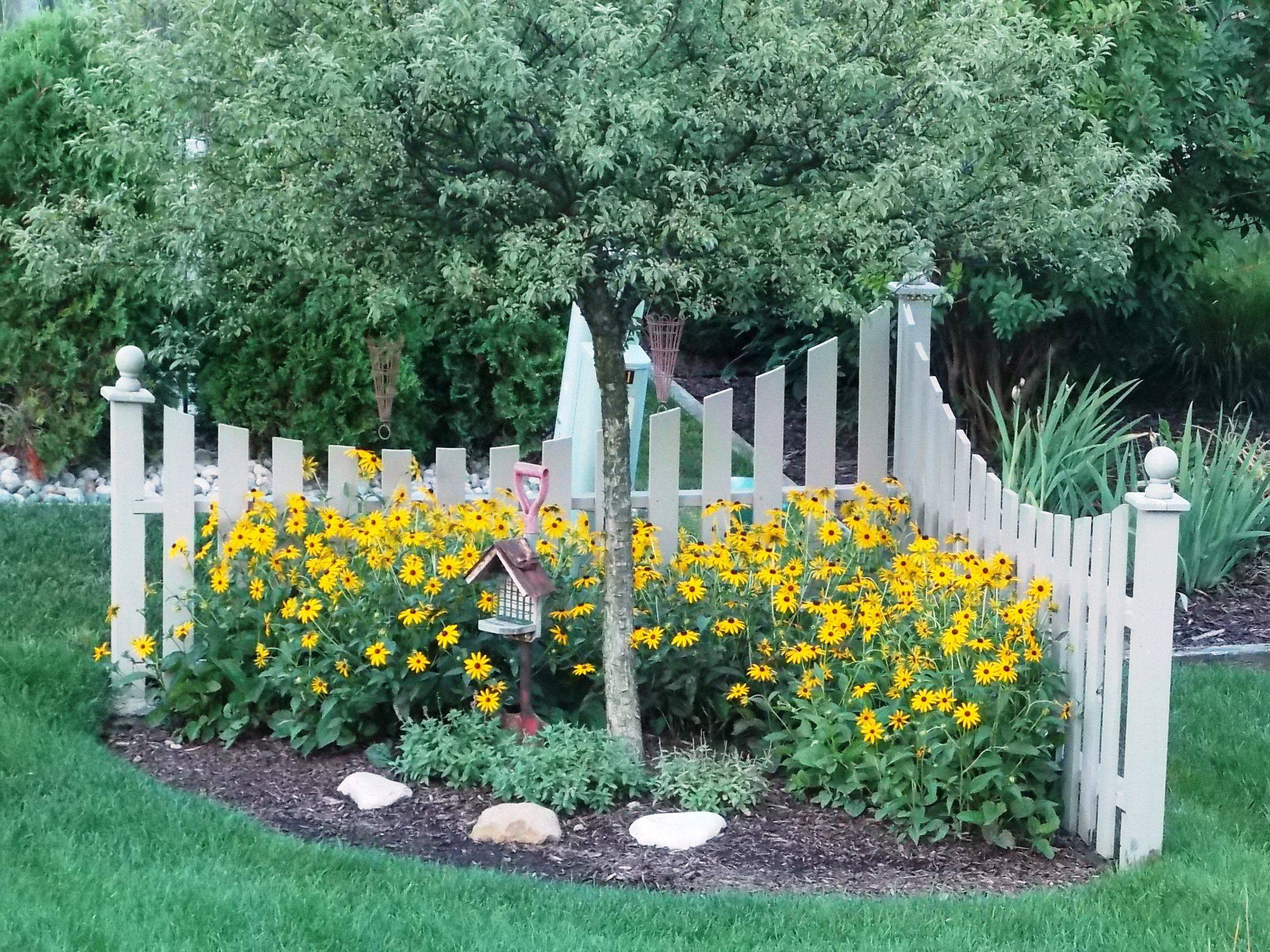 Corner Fence I Built A Few Years Ago Now With Black Eyed Susans In for measurements 2272 X 1704