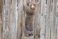 Coyote Rescued After Hanging For Hours From Sarpy County Fence in measurements 1080 X 1440